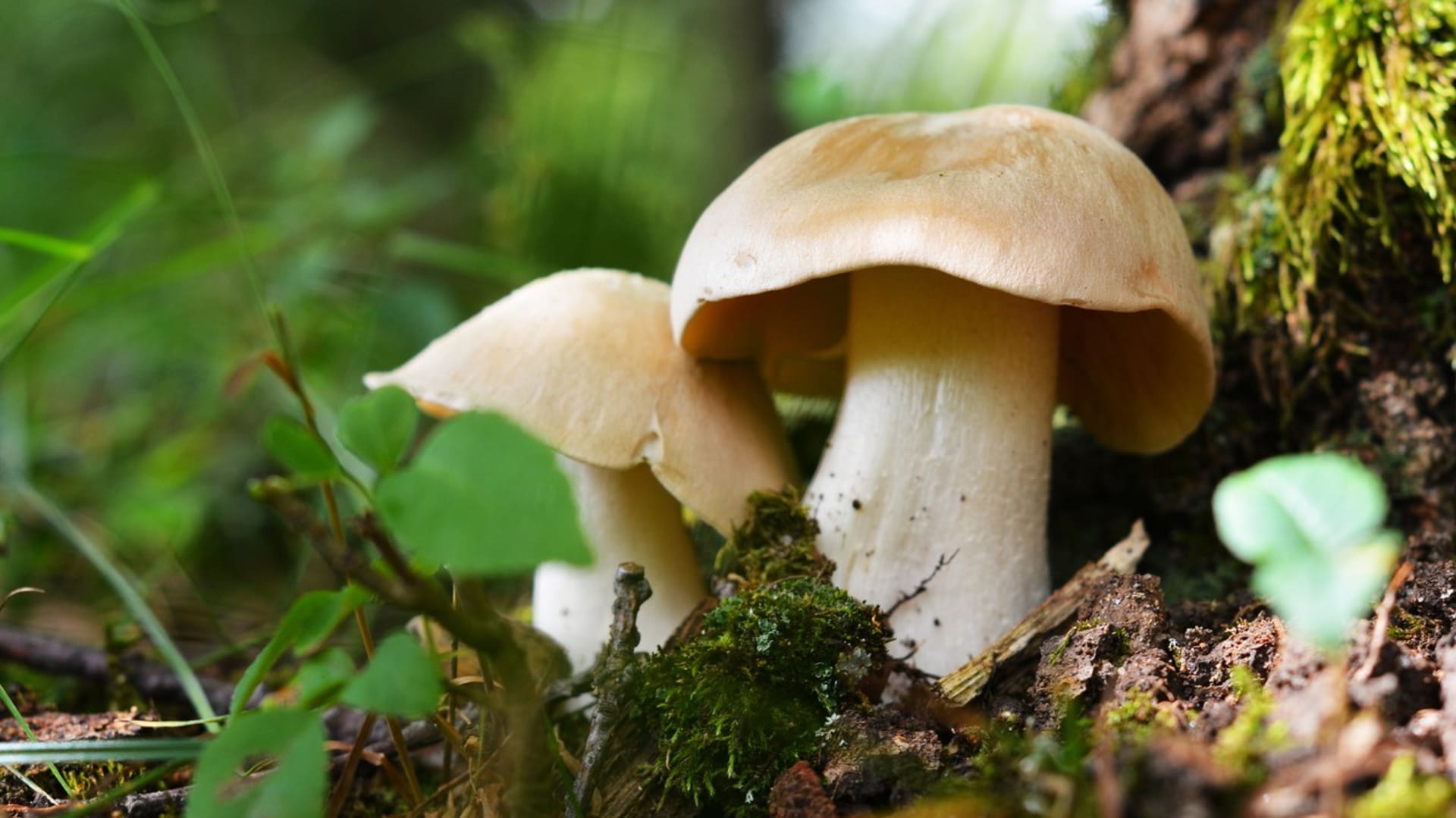 Nezkušení houbaři  mohou hřib smrkový zaměnit za jedovatou závojenku olovovou (Entoloma sinuatum)