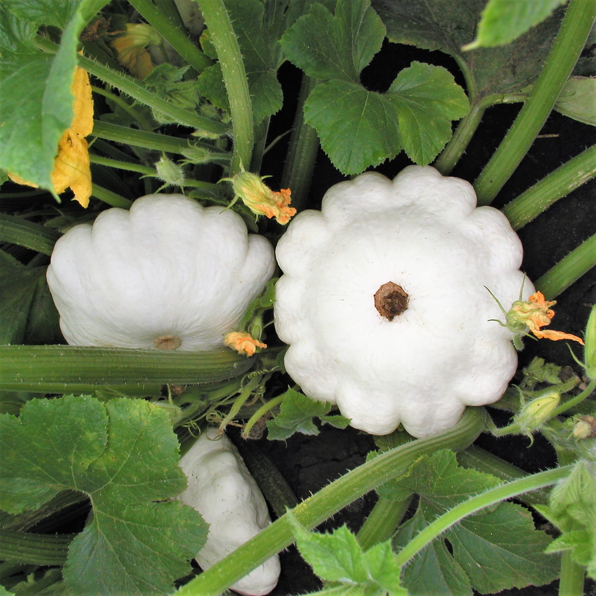 Patizon: nová bílá odrůda Patinova