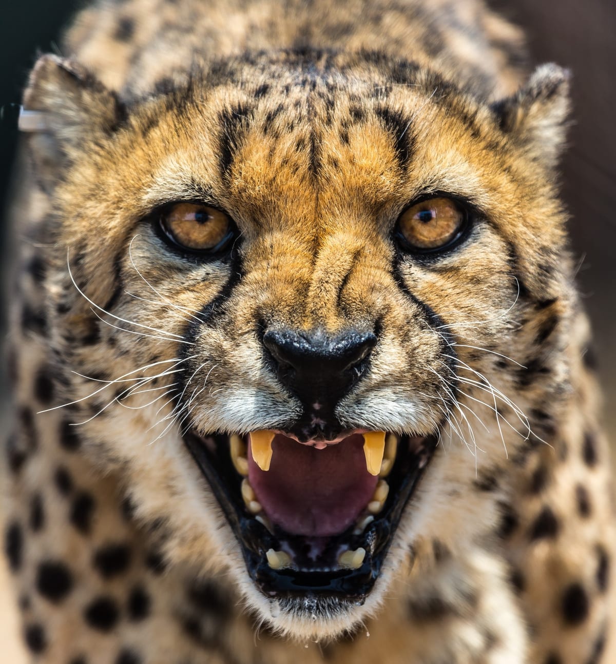 gepardovi z očí do očí
