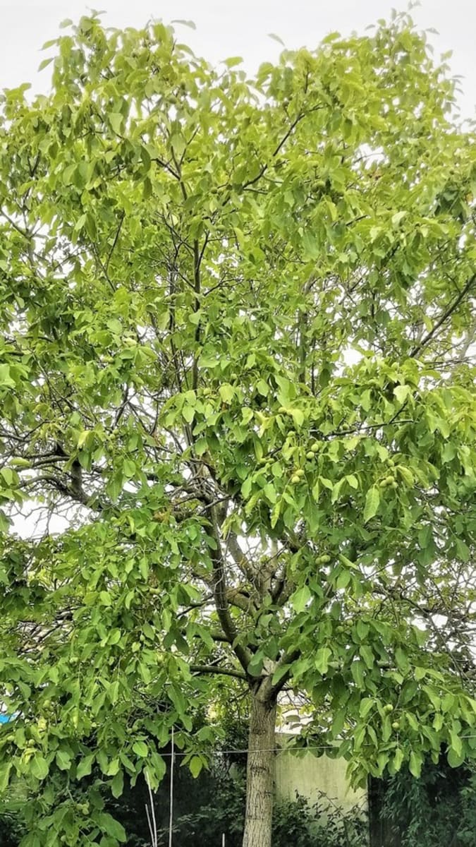 Ořešák královský nebo vlašský (Juglans regia) je mohutný listnatý strom, který může dorůst do výšky až až 30 metrů a dožít se i stovky let.