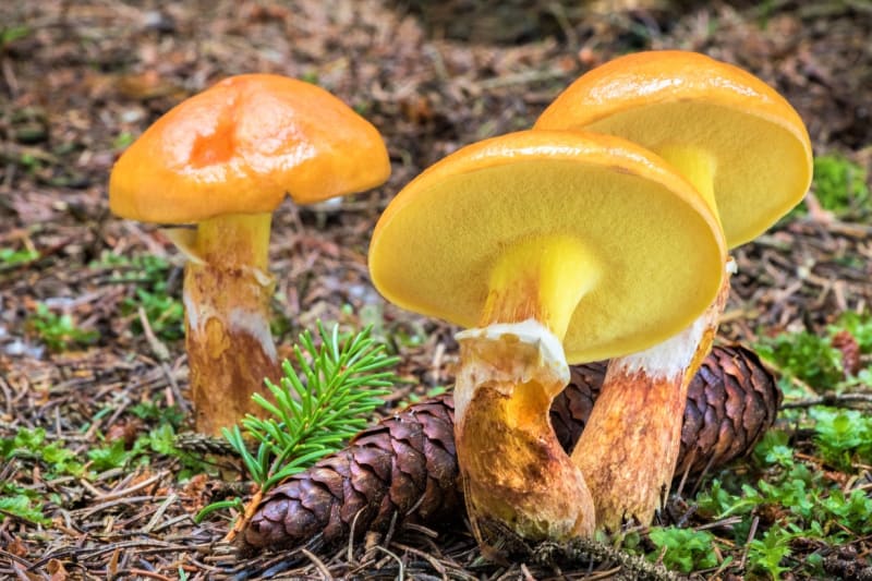 Klouzky: Stoprocentně jedlé a dobré houby