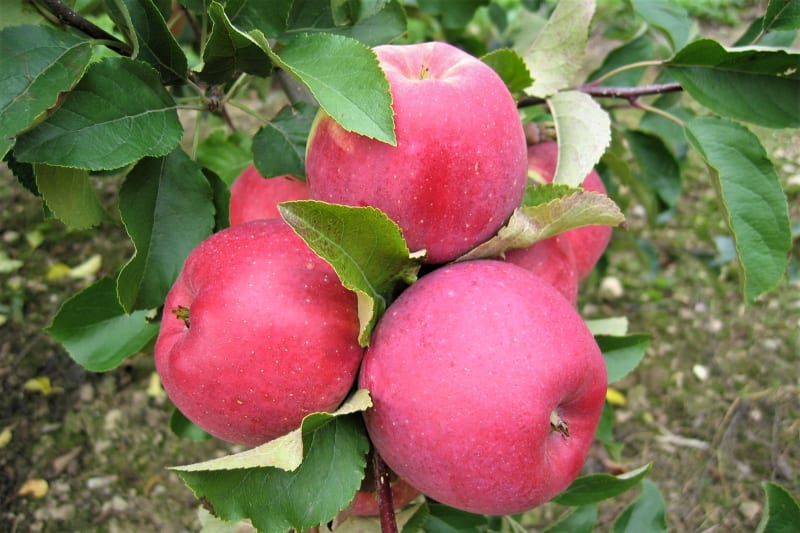 Jablka: odrůda Melodie 