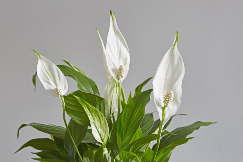  Lopatkovec má lesklé a sytě zelené listy, kvete atraktivním bílým toulcem 6–8 cm dlouhým a 2–5 cm širokým, podobá se květům anturie neboli toulitky (Anthurium).