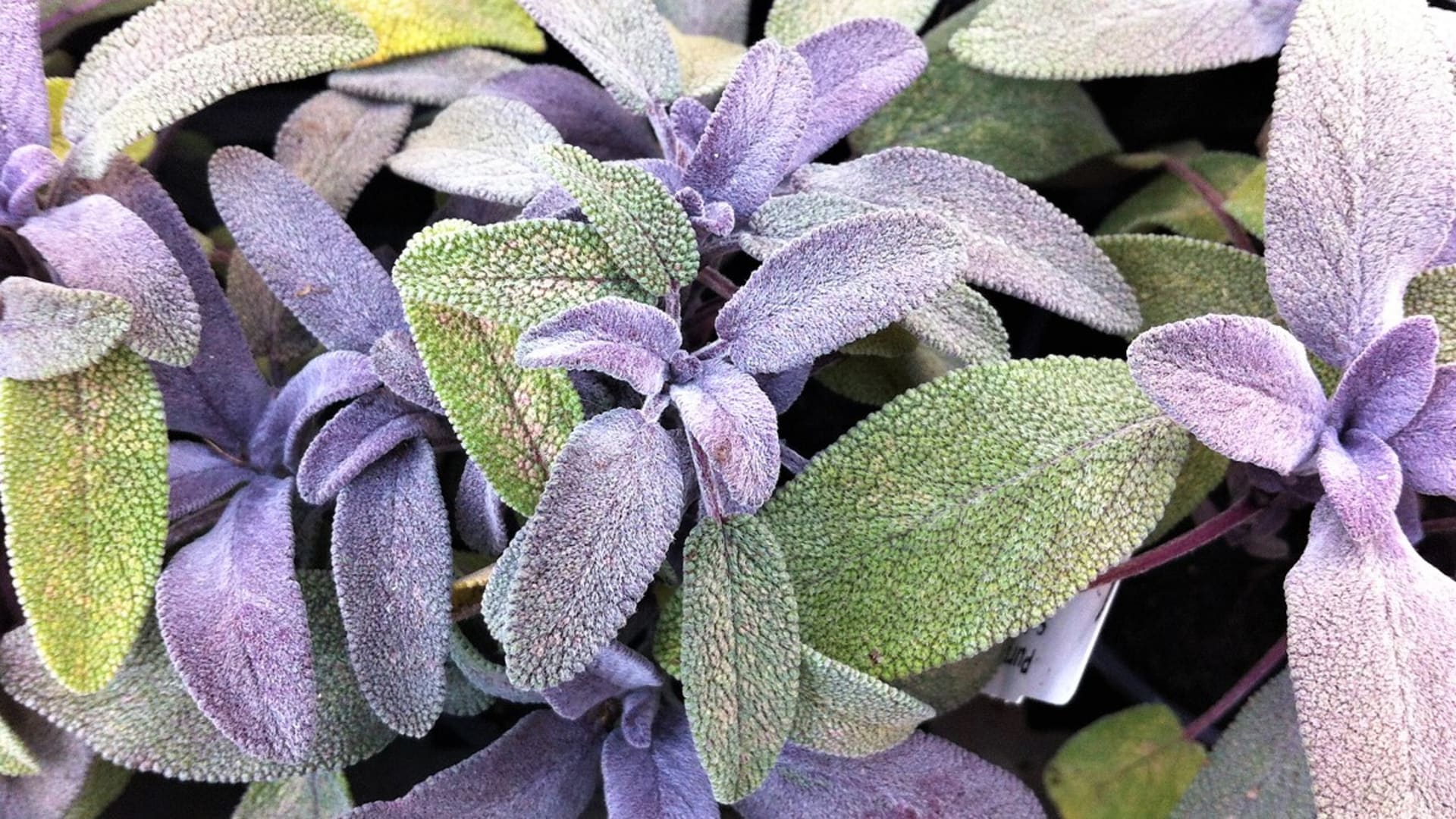 Šalvěj lékařská 'Purpurascens' Vyznačuje se podlouhle eliptickými fialovými až tmavofialovými listy se stříbrným nádechem jsou jemně plstnaté.