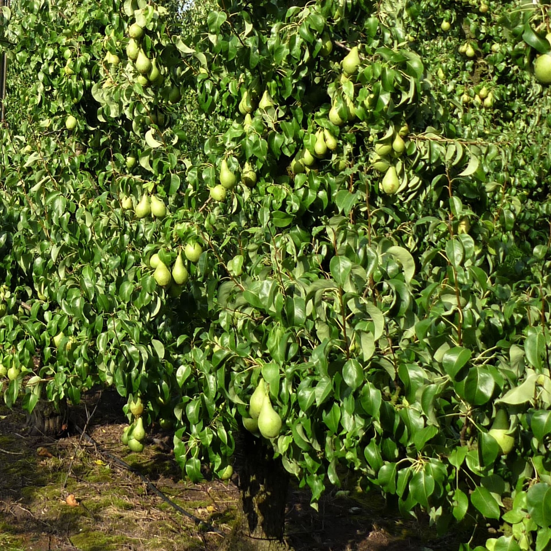 Nejvhodnější podmínky pro pěstování hrušní jsou teplejší oblasti s nadmořskou výškou 200–400 metrů a s průměrnou roční teplotou na 7,5 °C