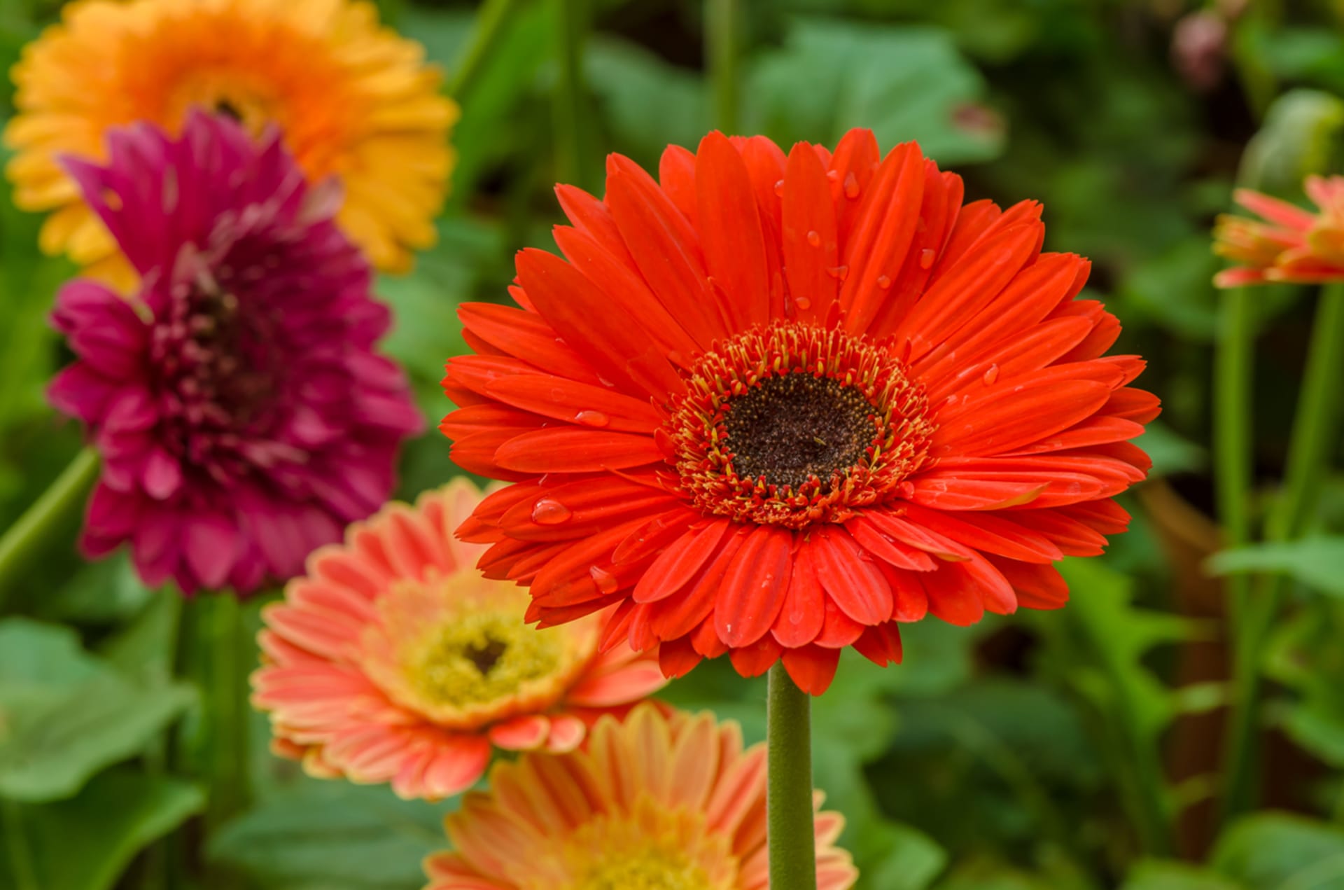 Gerbera patří mezi nejoblíbenější řezané květiny nejen díky pestré paletě barev, ale také dlouhé životnosti ve váze, vydrží až dva týdny. Květy se často dávají do kytic, květní stonek bývá vyztužen drátem.