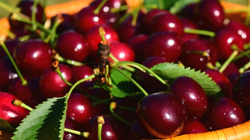 Třešně obsahují mnoho antioxidantů především v přírodním barvivu – čím tmavší plody, tím více antioxidantů 