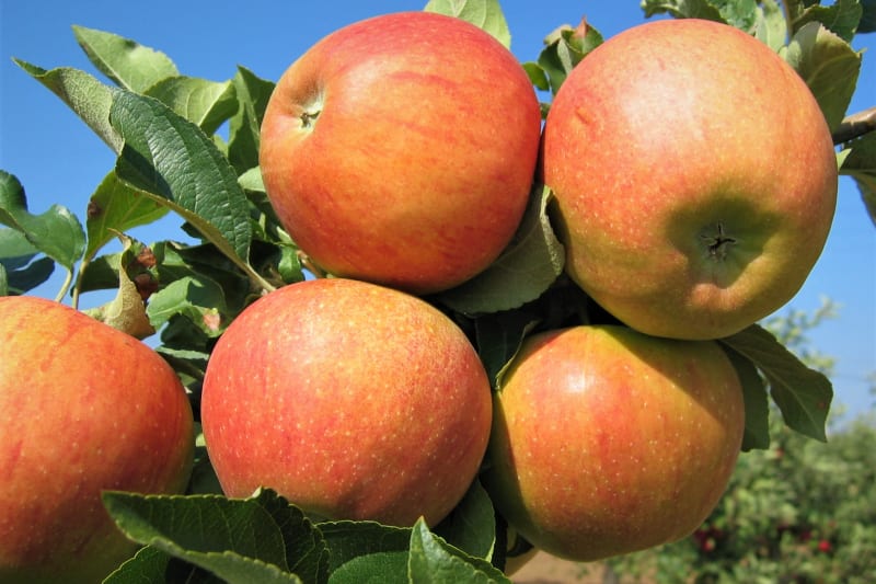 Jablka: odrůda Braeburn 