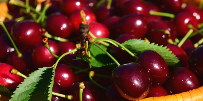 Třešně obsahují mnoho antioxidantů především v přírodním barvivu – čím tmavší plody, tím více antioxidantů 