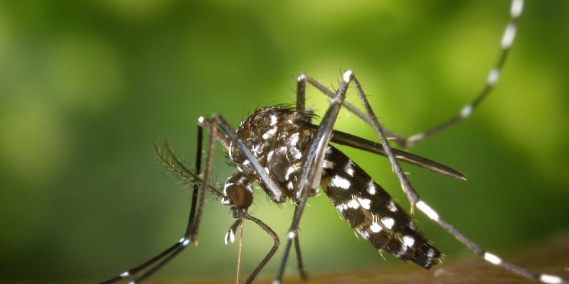 Komáři - přenašeči tropických chorob. Na snímku druh Aedes albopictus