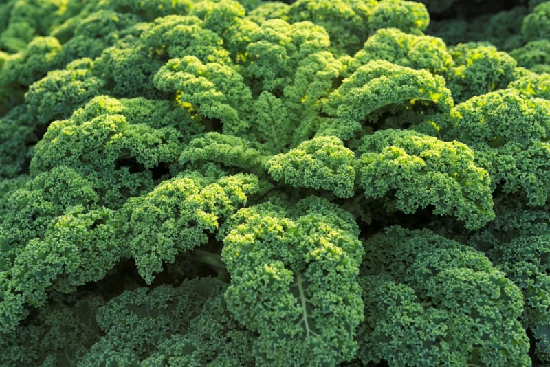 Kadeřávek (Brassica oleracea L.) celkově posiluje imunitním systém a působí proti stresu a únavě
