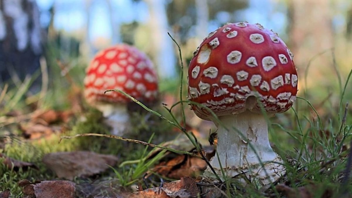 Muchomůrka červená: Co jste možná o nejznámější jedovaté houbě nevěděli