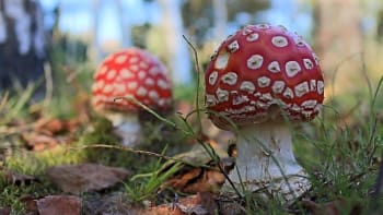 Muchomůrka červená: Nejznámější a nejkrásnější jedovatá houba je symbolem prašivek