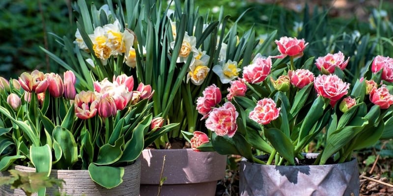 Rozzařte svůj balkón nebo terasu veselými posly jara, jako jsou modřence (Muscari), hyacinty (Hyacinthus), narcisy (Narcissus) a tulipány (Tulipa). 