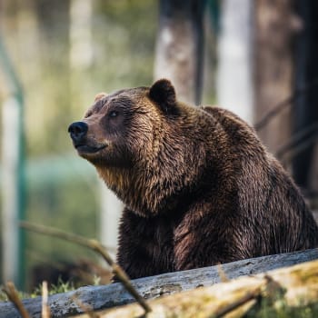 Medvědi se vracejí zpět do přírody. Alespoň v USA