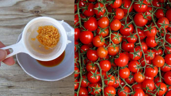 Jak připravit vlastní semena divokých rajčat na příští sezonu