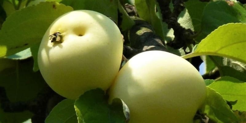 Jablko: odrůda Průsvitné letní
