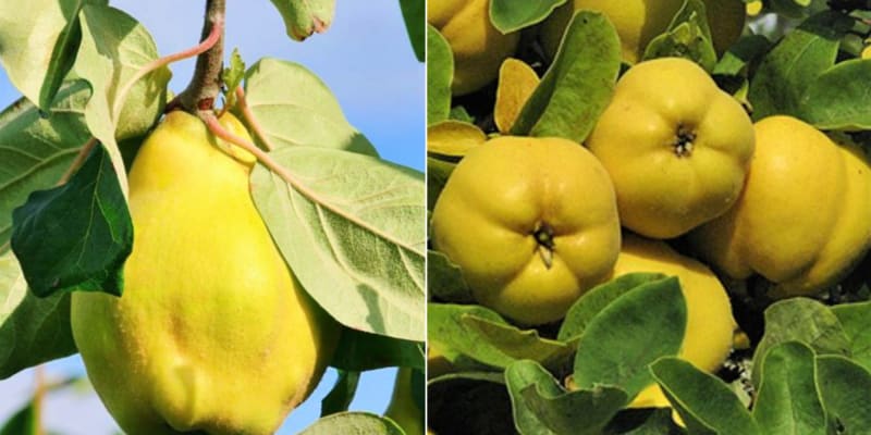 U nás se nejvíce pěstují kdouloň s hruškovitými plody (Cydonia oblonga subsp. Pyriformis)– plody mají protáhlejší tvar a měkčí dužinu, která je chuťově méně výrazná a kdouloň s jablkovitými plody (Cydonia oblonga subsp. Maliformis)– plody mají kulatější tvar a tužší, více aromatickou dužinu. 