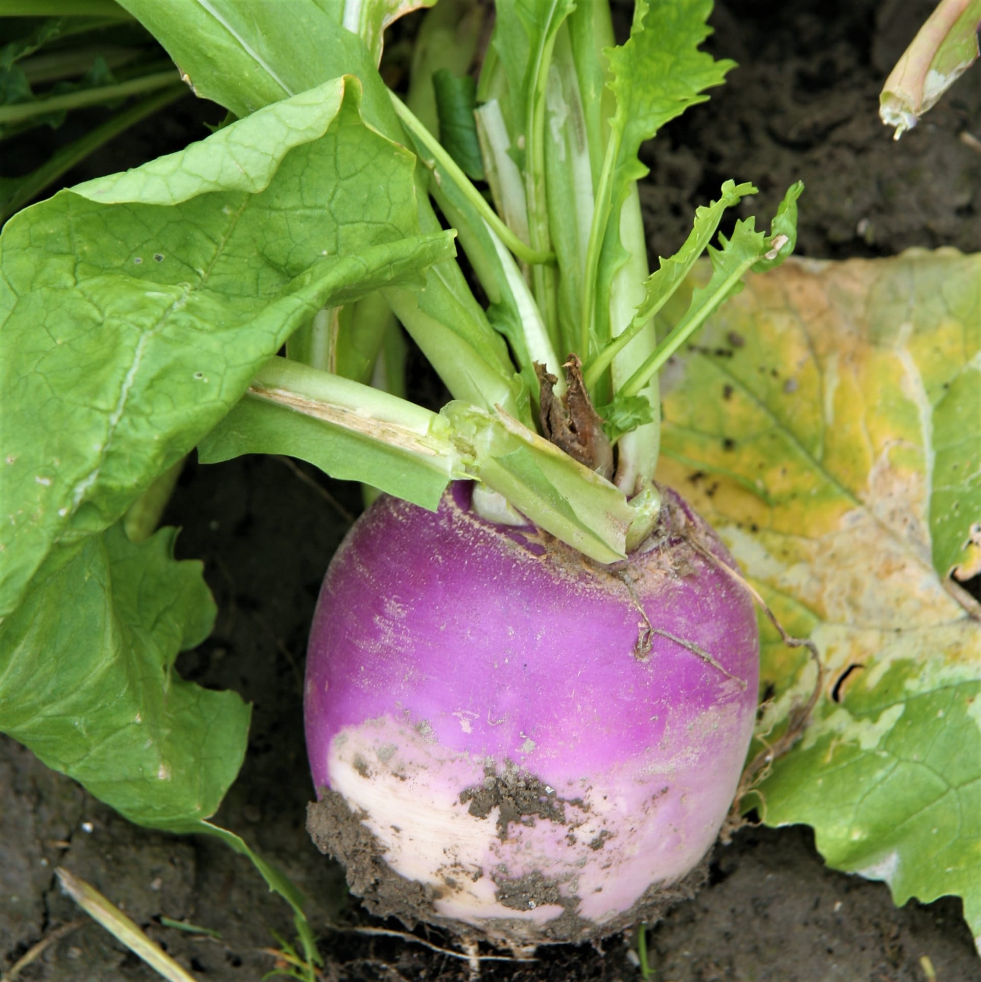 Vodnice: klasická odrůda Purple Top White Globe