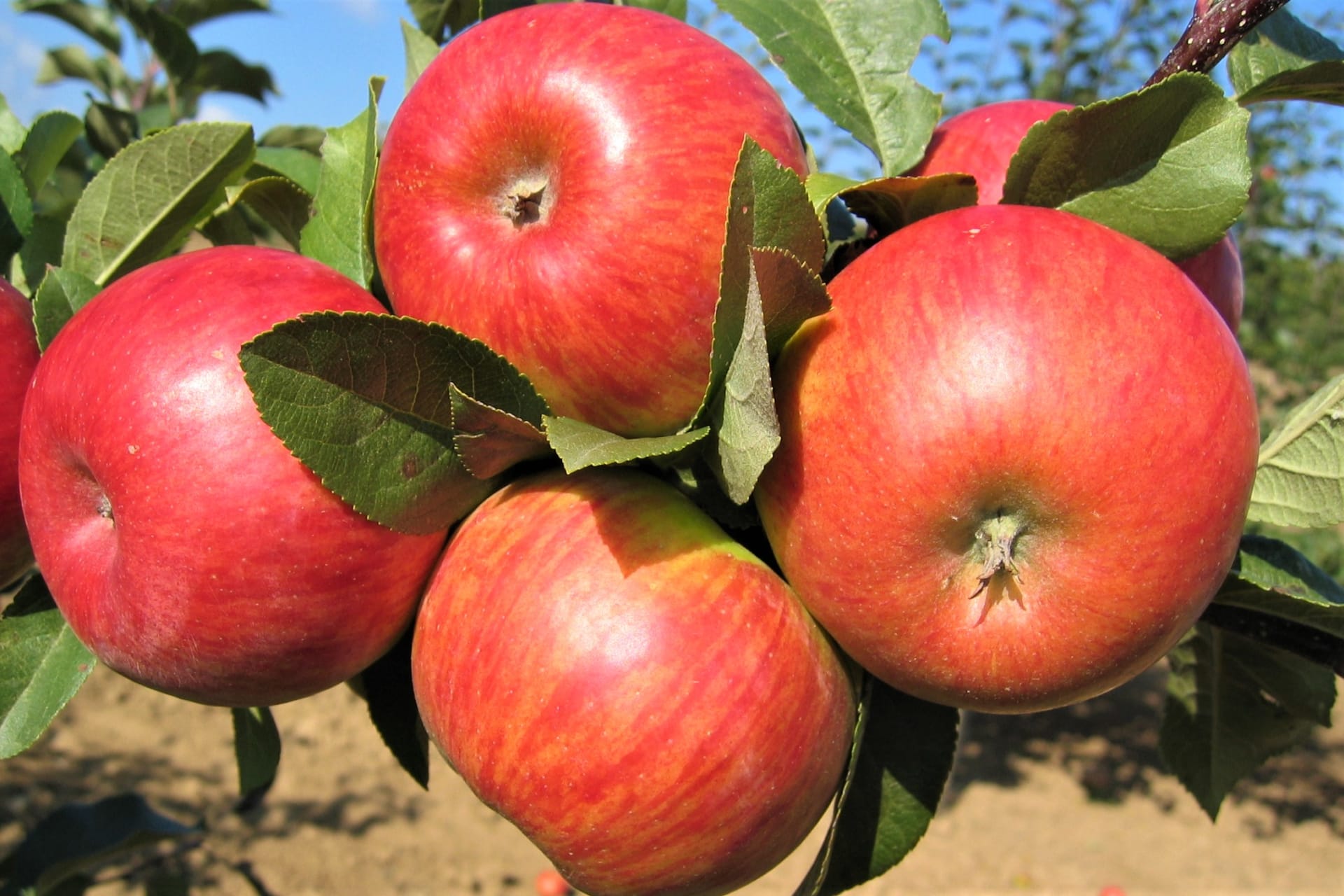 Jablka: odrůda Topaz