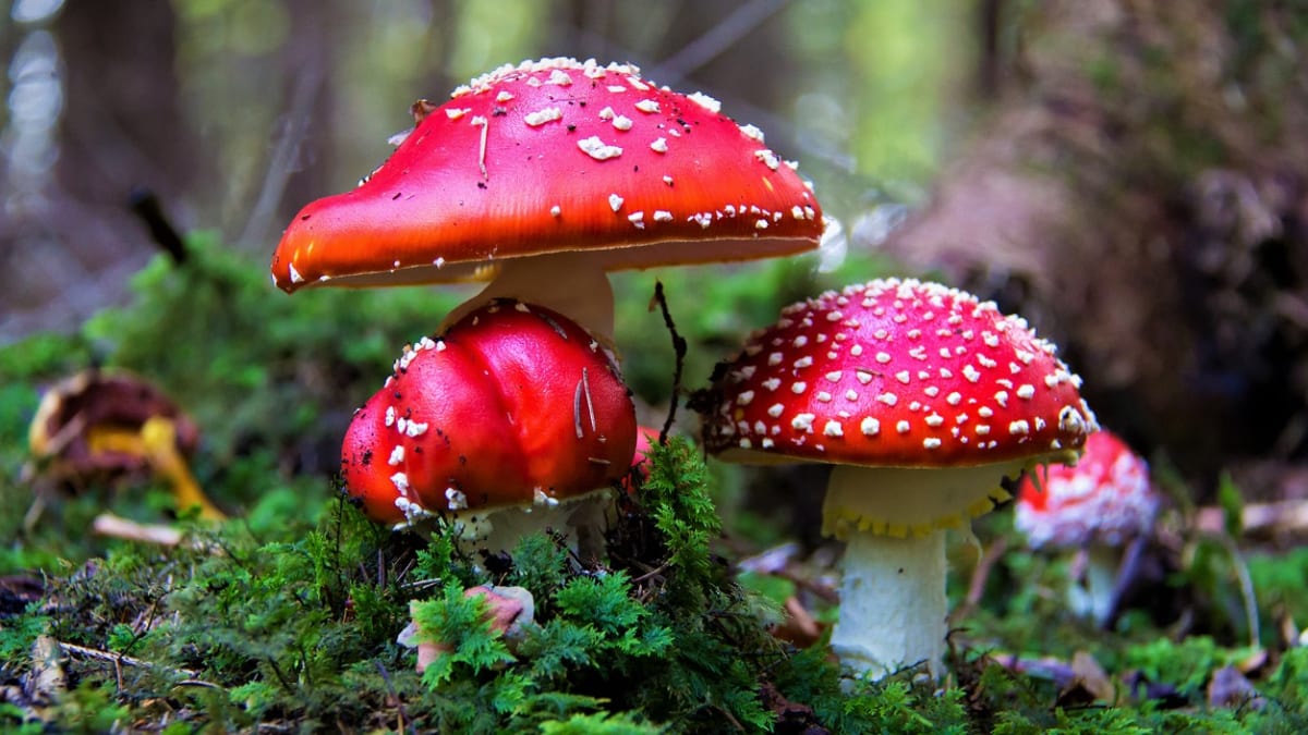 Muchomůrka červená je nejkrásnější a nejznámější jedovatá houba. Obsahuje látky s psychotropními účinky, které způsobují poruchy vědomí a halucinace.