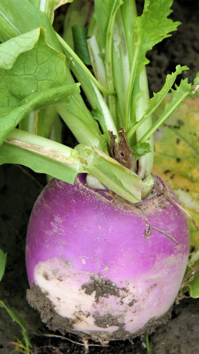 Vodnice: klasická odrůda Purple Top White Globe