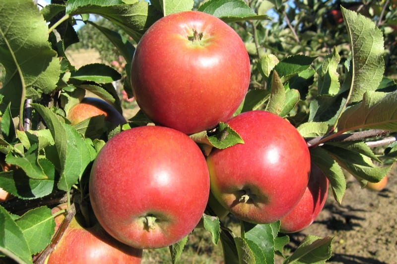 Jablka: odrůda Rajka