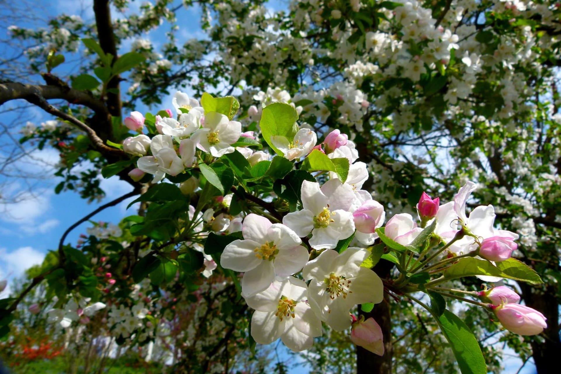 Jabloň (Malus domestica) je ideální strom na každou zahradu; na jaře je obsypaná krásnými květy, na podzim barevnými plody