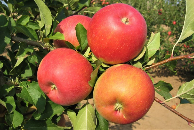 Jablka: odrůda Šampion