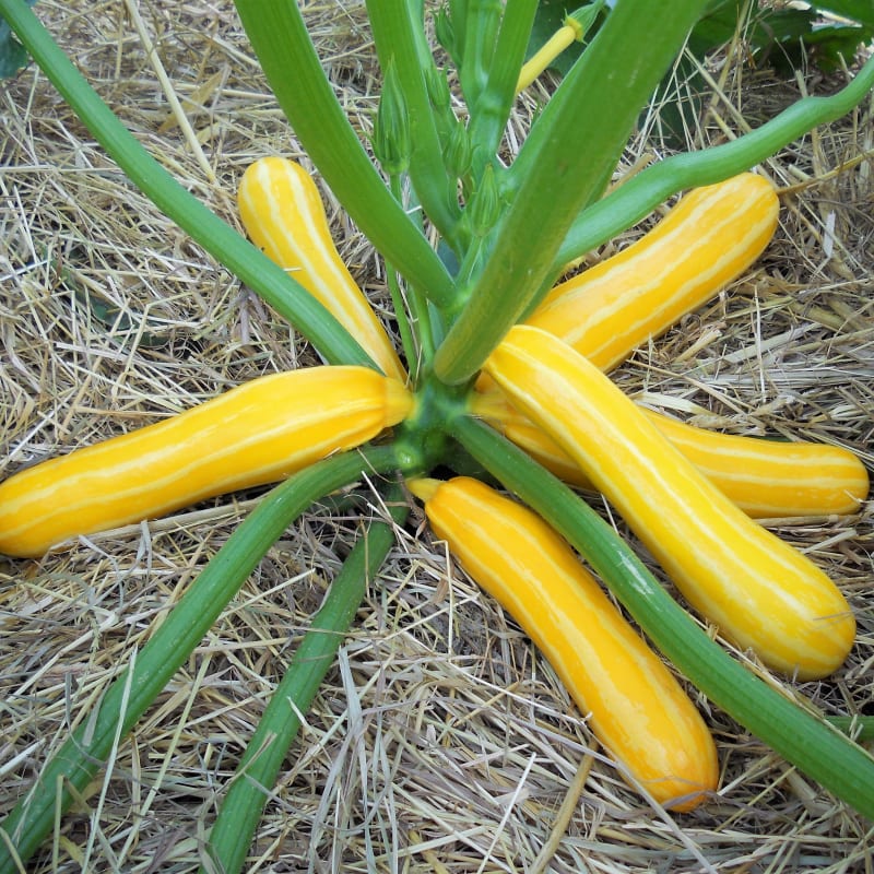 Cuketa: žlutá odrůda Sunstripe F1