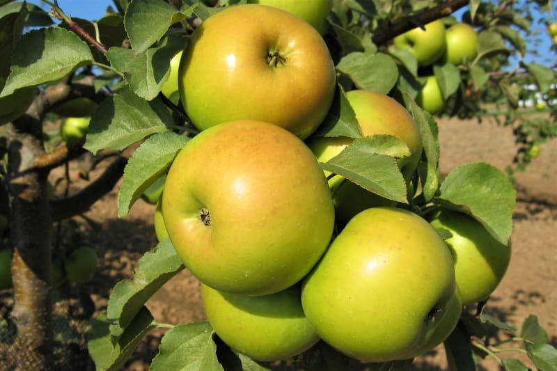 Jablka: odrůda Goldstar 