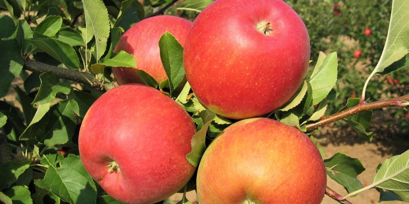 Jablka: odrůda Šampion