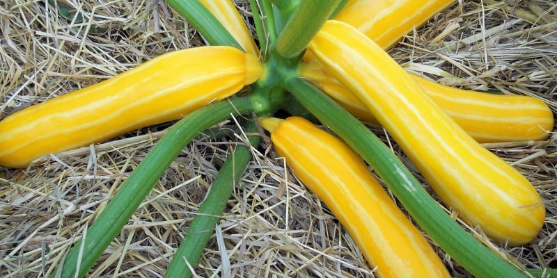 Cuketa: žlutá odrůda Sunstripe F1