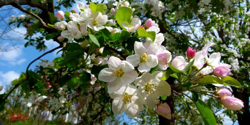 Jabloň (Malus domestica) je ideální strom na každou zahradu; na jaře je obsypaná krásnými květy, na podzim barevnými plody