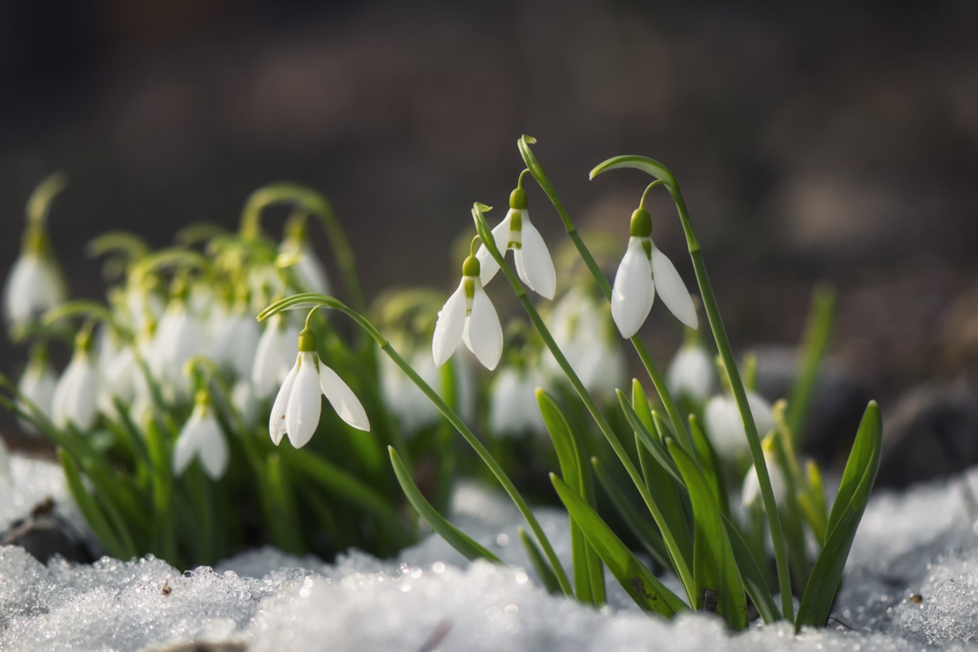Sněženky: Otužilé cibuloviny dokáží falešně ohlašovat jaro i uprostřed zimy