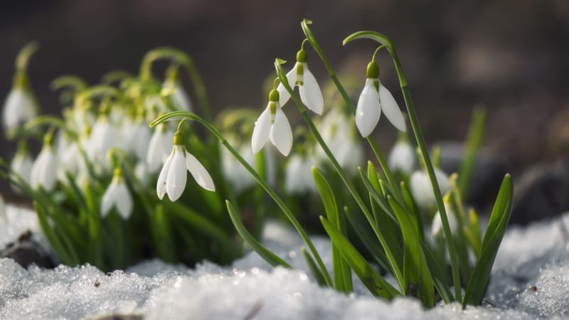 Sněženky a bledule: Naučte se pěstovat první jarní krásky