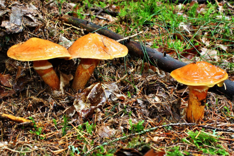 Klouzek sličný je nevelká houba s oranžovým, žlutooranžovým až cihlově žlutým kloboukem