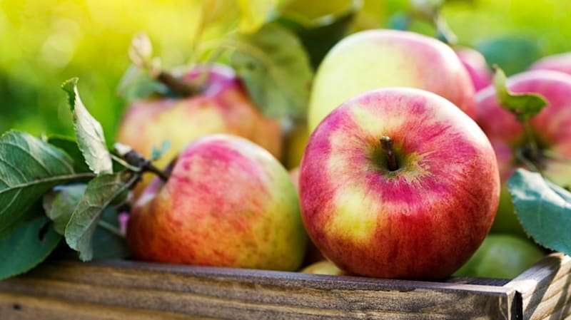 Jablka, která chceme uchovat přes zimu, musí být trhaná, zdravá, nepoškozená a se stopkou