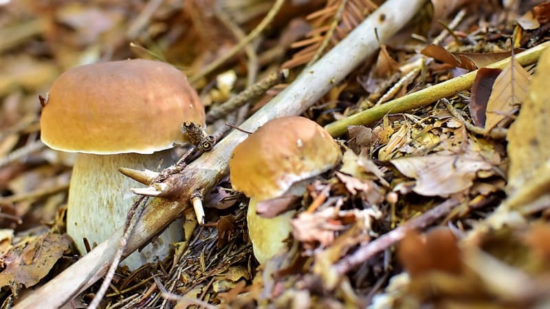 Hřib smrkový (Boletus edulis)  nejčasněji roste v mladých a světlých smrkových i smíšených lesích