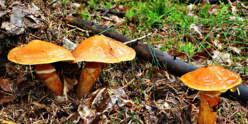 Klouzek sličný je nevelká houba s oranžovým, žlutooranžovým až cihlově žlutým kloboukem