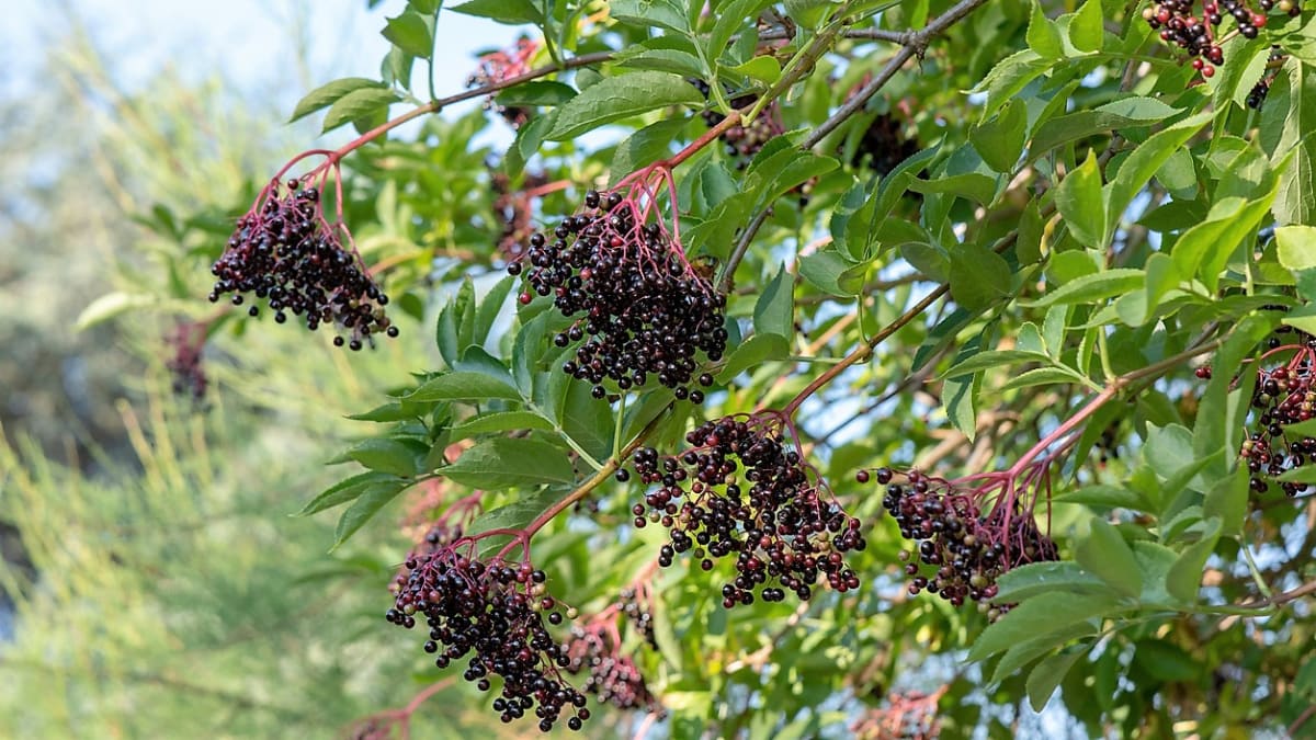 černý bez má lesklé kulové černé až černofialové plody, které po rozmačkání barví