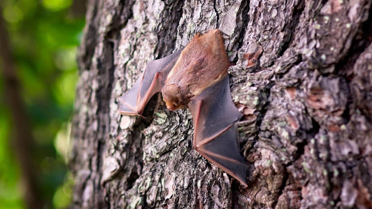 V thajské jeskyni objevili vědci netopýry, kteří byli infikováni novým typem koronaviru. 