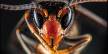 Evropské včely v ohrožení? Z Asie sem míří sršní zabiják