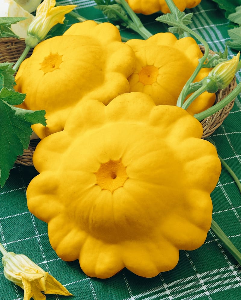 Patizon: odrůda žlutého patizonu Sunseance F1