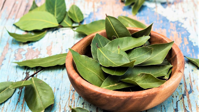 BOBKOVÝ LIST: Jak vypěstovat vlastní bobkový list a ze zázračného koření udělat bobkový olej pro zdraví  