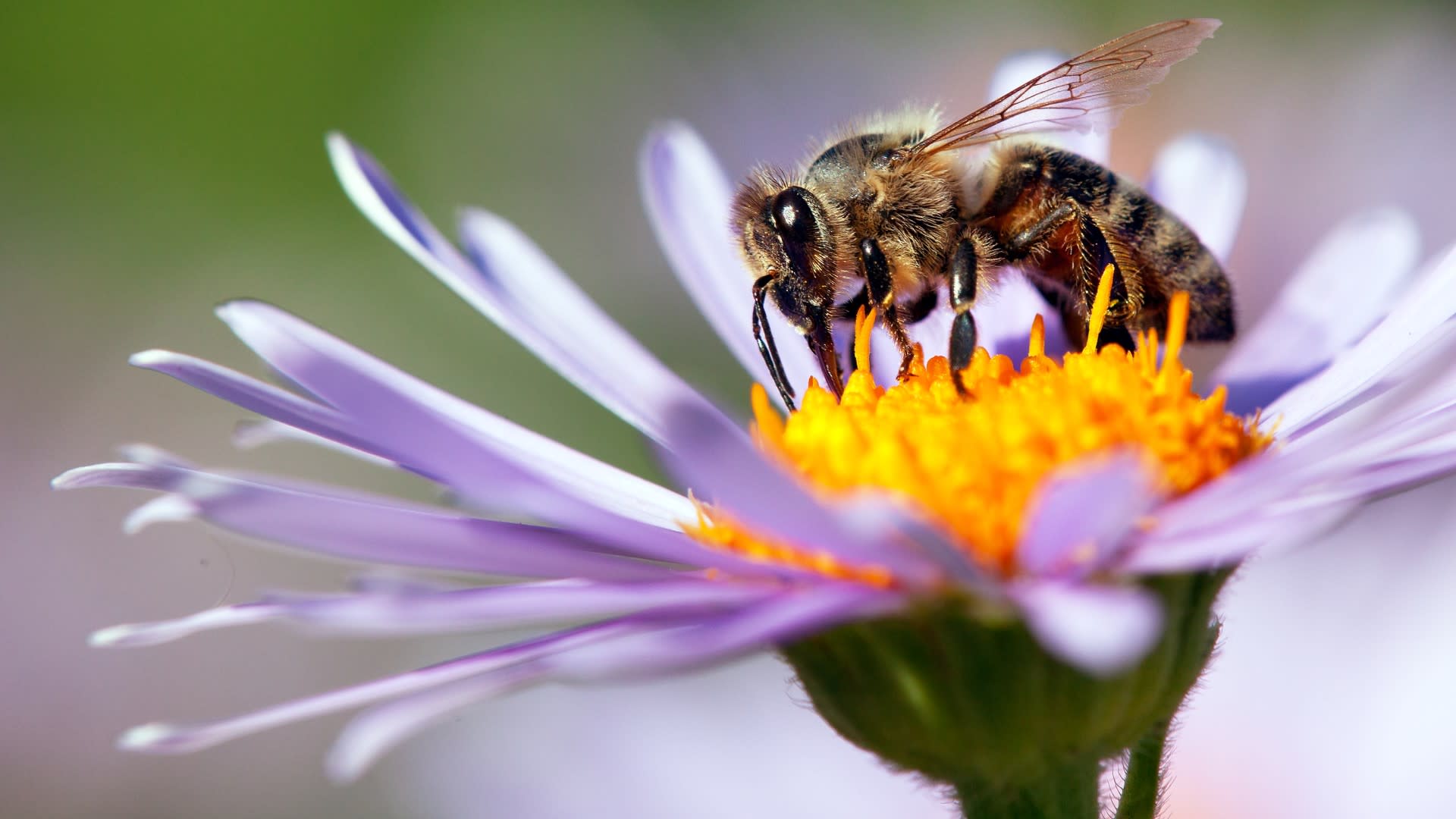 Nizozemští vědci naučili včely odhalovat COVID-19. 