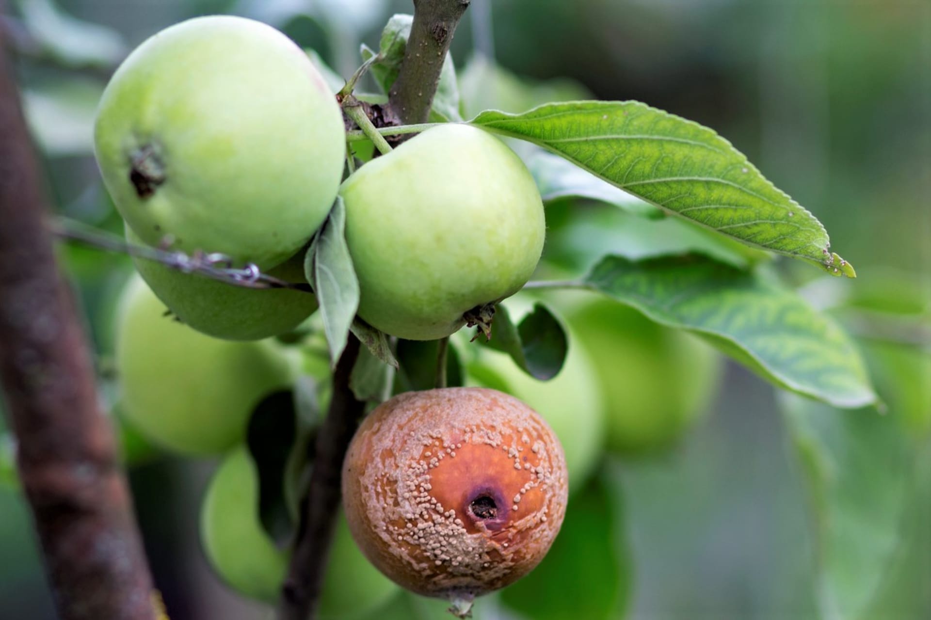 Jednou z nejčastějších chorob jablek je moniliová hniloba, kterou známe jak z dozrávajících plodů, tak z uskladněných
