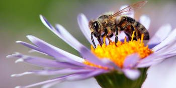 Vědci naučili včely rozpoznat koronavirus. Ke covid pozitivním natahují sosáky