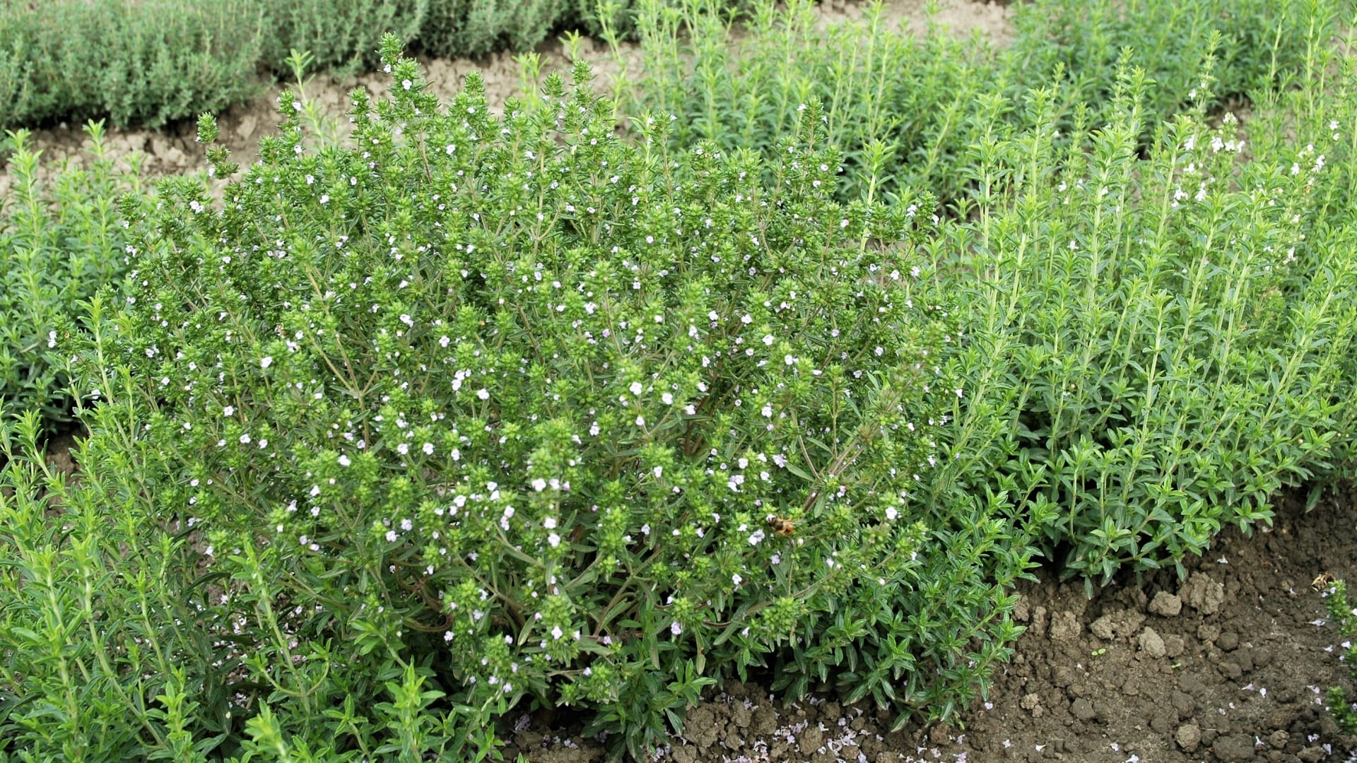 Saturejka zahradní (Satureja hortensis) se dá úspěšně vegetativně množit především řízkováním.