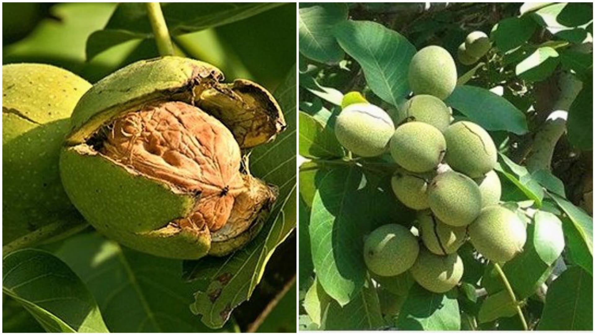 Vlašské ořechy: odrůdy ořešáku Královský a Chandler